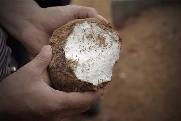 茯苓干燥易碎裂吸濕怎么辦?茯苓烘干機助力企業(yè)規(guī)模化生產(chǎn)!